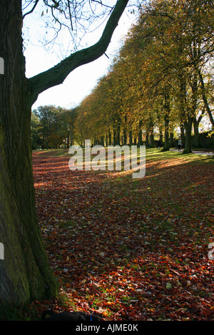 Bäume werfen ihre Blätter im Herbst in Lurgan Park, Grafschaft Armagh, Nordirland Stockfoto