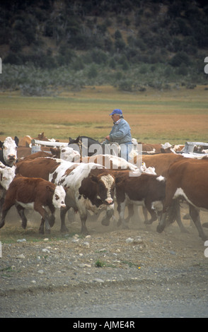 Gaucho Reiten hüten Vieh in der Nähe von El Calafate in Patagonien, Argentinien Stockfoto