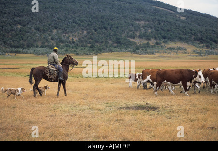 Gaucho Reiten hüten Vieh in der Nähe von El Calafate in Patagonien, Argentinien Stockfoto