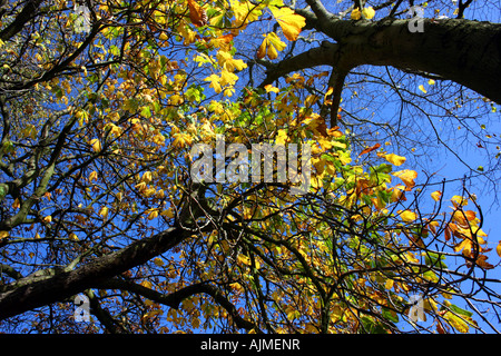 Suchen Sie durch Herbst Blätter und Äste in Lurgan Park, Grafschaft Armagh, Nordirland Stockfoto