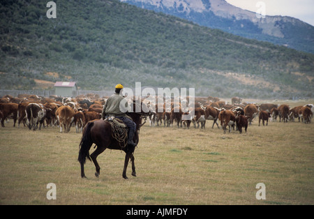 Gaucho Reiten hüten Vieh in der Nähe von El Calafate in Patagonien, Argentinien Stockfoto