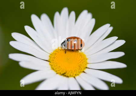 Sieben-Punkt-Marienkäfer (Coccinella Septempunctata) auf Oxeye Daisy Blume Stockfoto