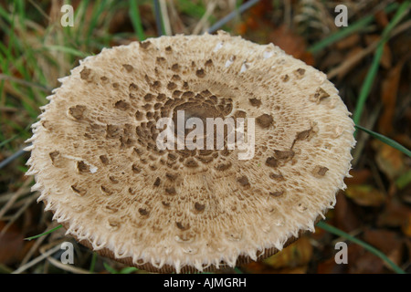 Draufsicht auf einen Pilz Parasol (Macrolepiota Procera) Stockfoto