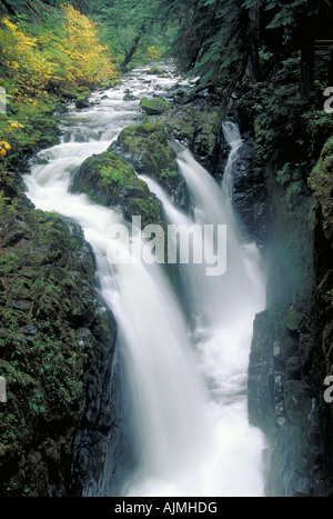 Elk254 3071 Washington Olympic NP Sol Duc Bereich fällt Sol Duc Stockfoto