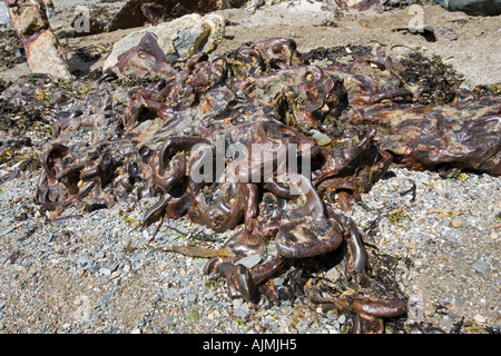 Alte Anker-Kette von gestrandeten Schiff eingebettet in felsigen Kiesstrand an der felsigen Küste North Devon UK Stockfoto