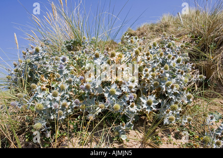 Büschel von Meer Holly Eryngium Maritimum auf Sanddünen Woolacombe Devon UK Stockfoto