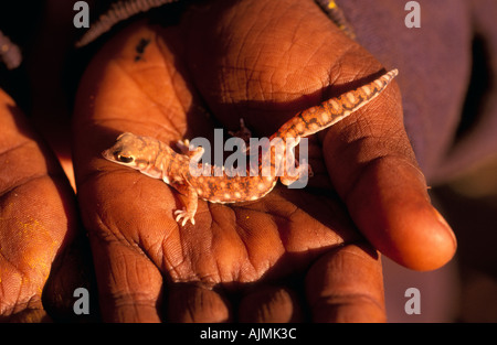 Marmorierte samt Gecko Mann reicht zentrale Australien horizontale Oedura marmorata Stockfoto