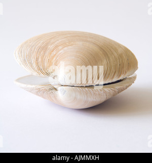 Clam-Shell zu öffnen Stockfoto