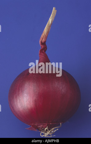 Allium Cepa "Red Baron". Zwiebel. Stockfoto