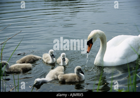 Mutter Höckerschwan mit ihren sechs cygnets Stockfoto