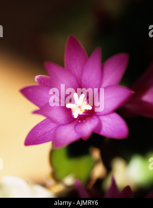 Weihnachtskaktus; Schlumbergera Stockfoto