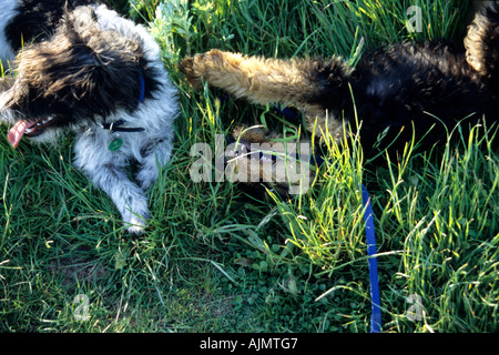 zwei junge Hunde spielen auf der Wiese Stockfoto