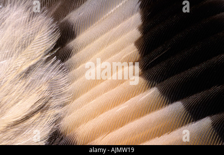 Nahaufnahme von Federn im Vogel Flügel Stockfoto