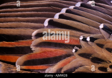 Nahaufnahme von Federn im Vogel Flügel Stockfoto