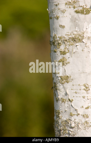 Nahaufnahme der Farbe Imagh aus einer Baumrinde ist eine grau/silber Farbe, haben unterschiedliche Muster in der Rinde Stockfoto