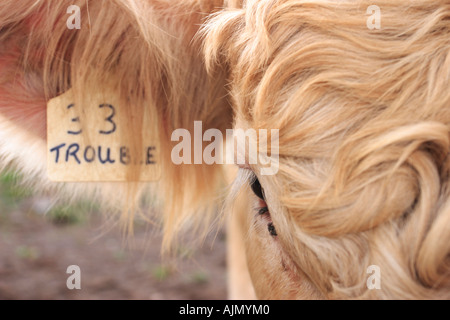 Nahaufnahme eines Stiers namens Trouble. Stockfoto