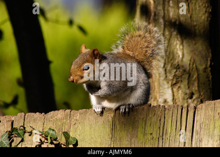 Graue Eichhörnchen sitzend auf einem Holzzaun in einer Gartenanlage Stockfoto