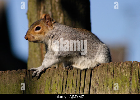 Graue Eichhörnchen sitzend auf einem Holzzaun in einer Gartenanlage Stockfoto