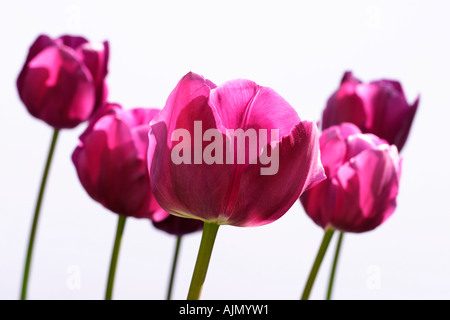 Seitenansicht der violette Tulpen, lateinischen Namen Tulipa, vor einem weißen Hintergrund. Stockfoto