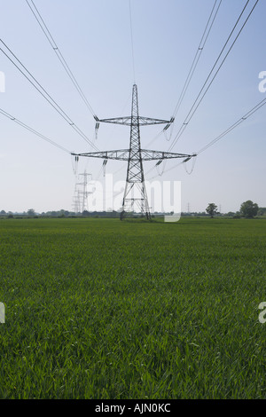 Strom-Masten durch ein Feld von Pflanzen. Stockfoto