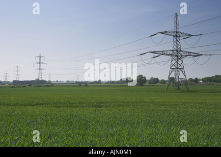 Strom-Masten durch ein Feld von Pflanzen. Stockfoto