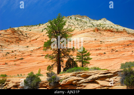 Zion Nationalpark Utah Nord Amerika usa Stockfoto
