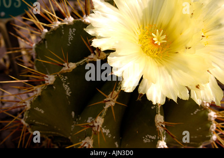Astrophytum Ornatum Cactaceae Stockfoto