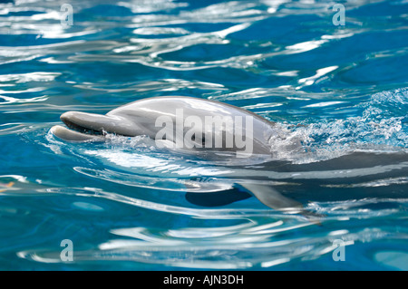 Detail der Delphin Kopf in türkisfarbenem gefärbte Wasser in Seaworld Orlando Florida Usa Stockfoto