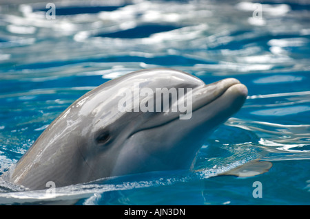 Detail der Delphin Kopf in türkisfarbenem gefärbte Wasser in Seaworld Orlando Florida Usa Stockfoto