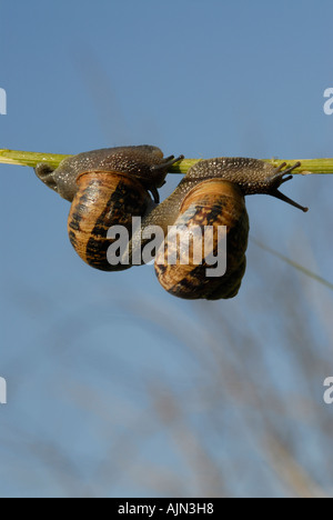 Zwei Braun Garten Schnecken Helix Aspersa führen Akrobatik Stockfoto