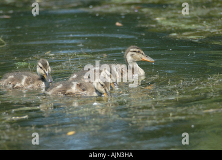 Stockente Anas Platyrhynchos Entenküken Dilettantismus für Insekten und andere Lebensmittel in den Fluss Stour Upstreet Kent UK 19. Juli 2006 Stockfoto