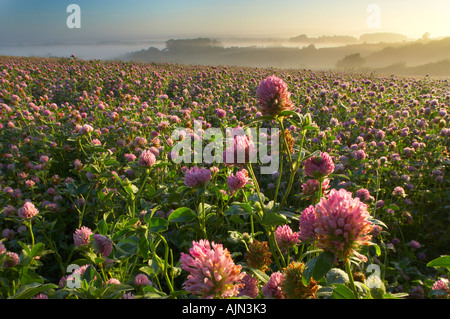 ein nebliger Morgen in einem Feld von Klee in der Nähe von Blackford Somerset England UK NR Stockfoto