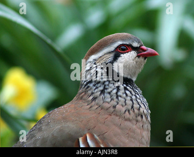 Rot-Legged Rebhuhn & gelbe Blume Stockfoto