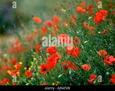 wilde rote Mohnblumen auf Hügel Moron De La Frontera Andalusien Andalusien Spanien España Stockfoto