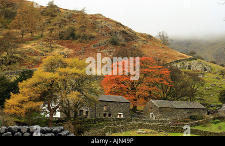 Bäume, Herbst-Farben in das Longsledale-Tal in den Lake District National Park anzeigen Stockfoto