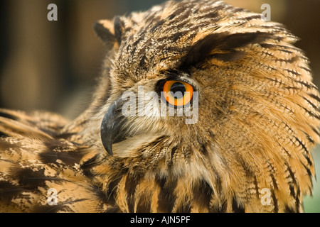 Eurasische Uhu, Bubo bubo Stockfoto