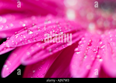 Rosa Gerbera Daisy in Tautropfen Regenwasser abgedeckt Stockfoto