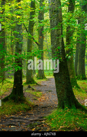 Bäume durch den Fluß Rothay im Wald zwischen Grasmere und Rydal Wasser in The Lake District National Park Cumbria England Stockfoto