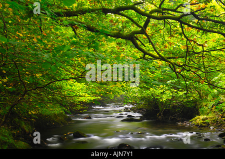 Fluß Rothay im Wald zwischen Grasmere und Rydal Wasser in The Lake District National Park Cumbria England Stockfoto