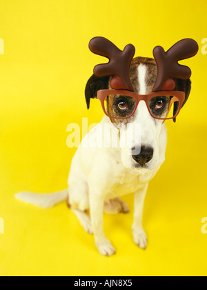 TRAURIG AUSSEHENDE HUND TRAGEN WEIHNACHTEN RENTIER GEWEIH UND GLÄSER Stockfoto