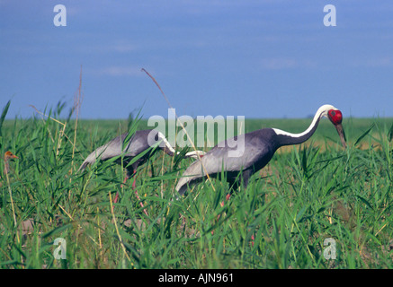 Weiße Himalaja-Kraniche Grus Vipio auf den Wiesen der Zhalong Natur Reserve Heilongjiang Provinz China Stockfoto