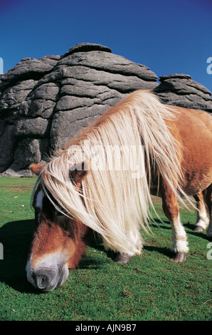 Dartmoor Pony auf Haytor Dartmoor National Park Devon Great Britain Stockfoto