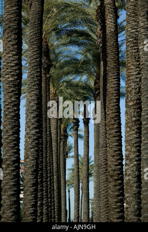 Palm Tree Arcade Stockfoto