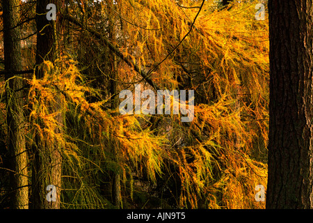 Hybrid or Dunkeld Larches (Larix X eurolepis) Trunks of trees with leaves turning to Autumn colours. Stockfoto