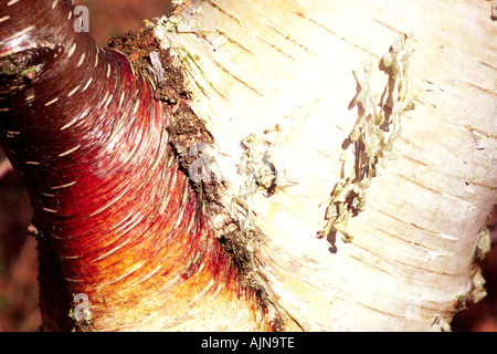 Silberne Birke (Betula Pendel) Stamm eines jungen Baums zeigt Leaf Narbe und Farbe ändern der Rinde, wo ein kleiner Zweig mündet. Stockfoto