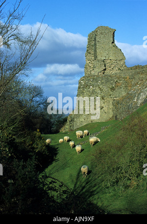 Schafbeweidung der Stadtmauer von Montgomery Castle, Montgomery, Powys, Wales, UK. Stockfoto