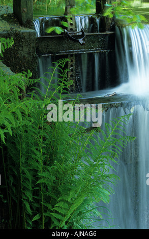 Farne, Wehr und Wasser. Eine Schleuse auf ein Wehr am Fluss Severn (Afon Hafren) Powys, Wales, Großbritannien. Stockfoto