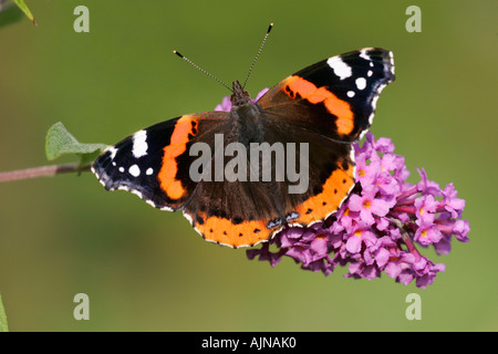 Red Admiral, Vanessa Atalanta, Schmetterling auf Blüte Sommerflieder im Garten füttern Stockfoto