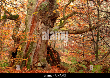 Alte Eiche im herbstlichen Wald Sababurg Urwaldrelikt Deutschland Stockfoto