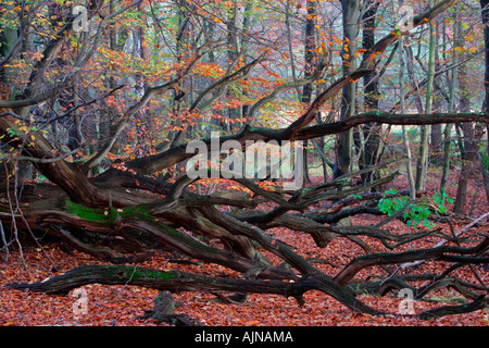 Herbstfärbung in Eiche und Buche Wald Deutschland Stockfoto